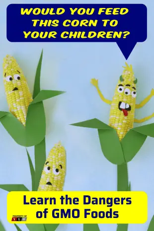 3 Ears of Corn in field and 1 is GMO Altered